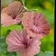 Anus Flowers logo