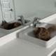 Cat In Sink logo