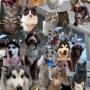Token Animals that make u go AWW