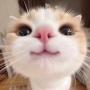 Token kitty