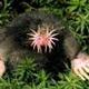 The Star Nosed Mole logo