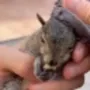 Blueberry The Squirrel 币种