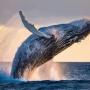 Token whale