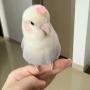 幣種圖標