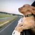 speed dog logo