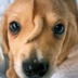 Tail Face Dog logo