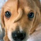 Tail Face Dog logo
