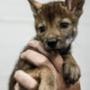 Token first cloned DNA Red Wolf