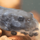 NEW GENE EDITED TOAD logo