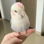 幣種圖標
