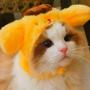 Costume Cat 币种