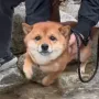 Token Oto