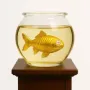 Токен Rare Fish Investor