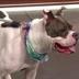 NEW NBC10 NEWS DOG logo