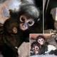 texas spider monkeys on fb logo