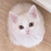 猫ボール logo