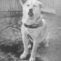 Token Hachiko the Akita Inu