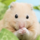 Pwease logo