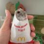 Hash Brown 币种