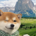 Wink Dog logo