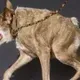 UGLY SHIB  logo