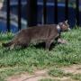 Token whitehouse cat