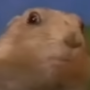 Token Marmot 17 Years Meme