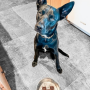 Токен okx dog