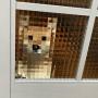 Token PIXEL DOGE