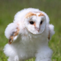 Running Barn Owl token