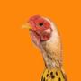 Token CHICKEN BANANA