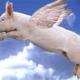 flying pig logo