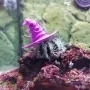 Token Urchin Wif Hat