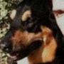MOST WANTED DOG NAME トークン