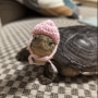 Token turtlewifhat