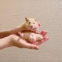 Hamster with Biggest Balls-rahake