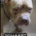 The Moo Deng Dog logo