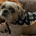 NEW NYCEDC DOG logo