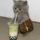 BOBA CAT logo