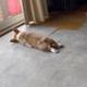 the most viral dog logo