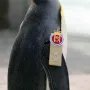 Sir Nils Olav-rahake