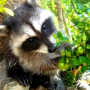 Pet Raccoon Seized By Government-token