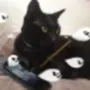 token Google Backrooms Cat