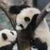 the panda logo