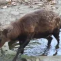 Cloned Visayan spotted deer-token