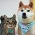 Ginnan Doge's Sister logo