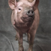 1st cloned pig logo