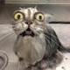 wet fcked cat logo