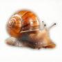 Token Snail Raves