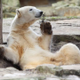 Knut From Zoo logo